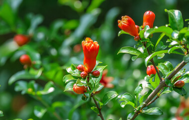 Flowers of pomegranate tree. The pomegranate (Punica granatum) is a fruit-bearing deciduous shrub in the family Lythraceae. 