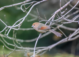 The vinous-throated parrotbill (Suthora webbiana) is a species of parrotbill in the family Paradoxornithidae.