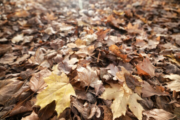 background is fallen autumn leaves, the seasonal backdrop of October fall