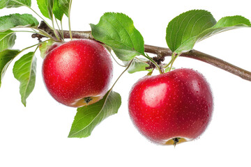 Obraz premium Two ripe red apples on a branch with leaves