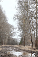 early spring or late autumn nature view trees without leaves, landscape nature park