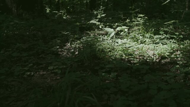 Slow cinematic footage of a sunlit patch in a forest clearing, surrounded by shadows. Camera moves in a circle around the spot of light, revealing details of grass, wildflowers, and woodland texture. 