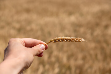 Hand holding golden wheat spikelet.Farmer or agronomist holding an ear of wheat, checking quality of the new crop in the field symbolizing agriculture, farming, food abundance.Harvest season concept