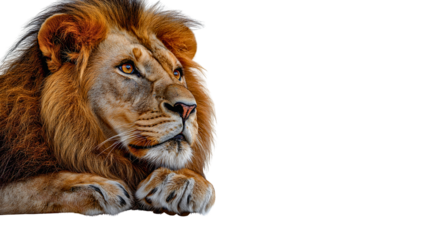 Majestic Lion Portrait: A regal male lion, with a magnificent golden mane, rests majestically, gazing intently into the distance. His powerful presence commands attention.  