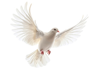 Obraz premium White dove in flight against black background (3)