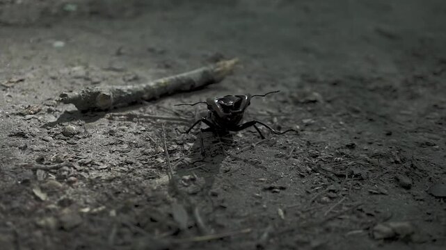 Macro footage of a male stag beetle (Lucanus cervus) walking across dry forest floor. The beetle&rsquo;s large mandibles are clearly visible, with natural light casting shadows on the textured ground.