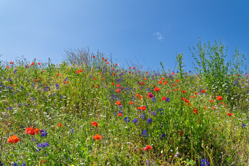 A vibrant summer meadow on a hillside, blooming with red poppies, blue cornflowers, and white...