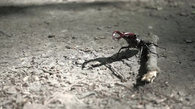 Macro footage of a male stag beetle (Lucanus cervus) walking across dry forest floor. The beetle&rsquo;s large mandibles are clearly visible, with natural light casting shadows on the textured ground.