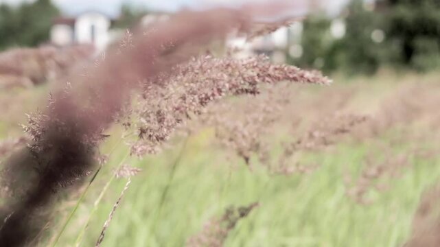 Peaceful footage of wild grasses gently swaying in the wind on a sunny day. The scene features green and yellow tones, with soft natural movement and a glimpse of the sky. Captures the calm atmosphere