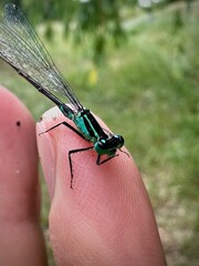 dragonfly on a hand