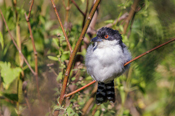 Great Antshrike (Taraba major) perched on a tree branch.