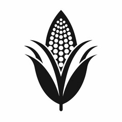 Corn on the cob isolated on white background in black and white