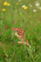 Closeup of Common Sorrel flowers, Kent England
