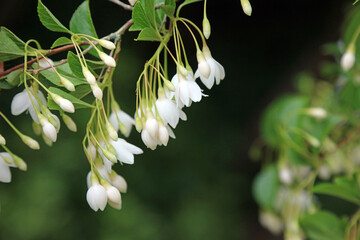 Closeup of Snowbell blooms, Kent England
