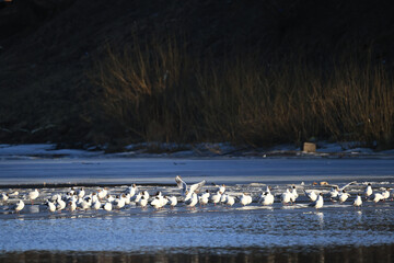 Seagulls are sitting on an ice floe, spring ice in the river and migratory birds have returned