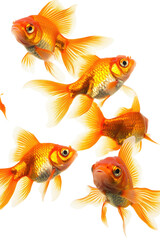 Group of orange goldfish,  fin detail