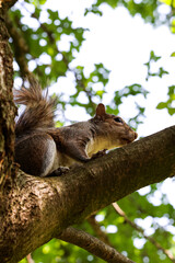 The image highlights the squirrel’s curious expression and vibrant texture, which are ideal for wildlife, nature, or animal-themed concepts
