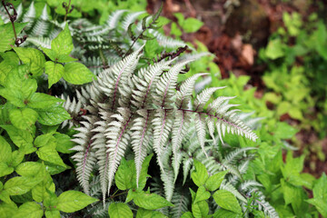 Macro image of a Painted Lady Fern frond, Kent England
