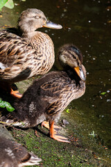 Ducklings and adult ducks are resting and walking along the edge of a pond in an urban park. The peaceful scene captures wildlife coexisting with city life.