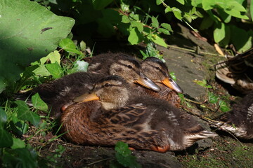 Ducklings and adult ducks are resting and walking along the edge of a pond in an urban park. The...