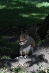 The image highlights the squirrel’s curious expression and vibrant texture, which are ideal for wildlife, nature, or animal-themed concepts