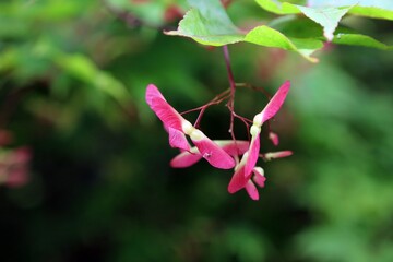 Macro image of Japanese Maple winged fruit, Kent England
