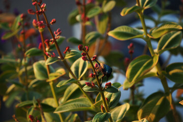 green olives on a tree