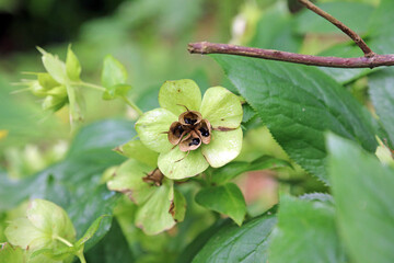 Macro image of Hellebore seeds, Kent England
