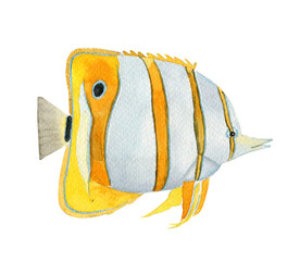 Watercolor fish of red sea. Butterflyfish. Chaetodontidae. Chelmon Rostatus. Copperband butterflyfish.