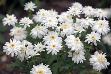 Obraz premium Macro image of Shasta daisy blooms, Sussex England 