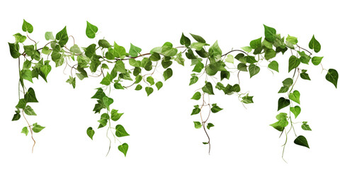 Obraz premium Lush Green Ivy Garland: Perfect for Nature-Inspired Designs transparent background png