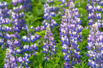 Lupine flowers on a meadow in summer, close-up