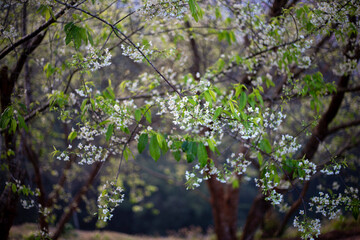 Wild Himalayan Cherry, soft white, Cherry blossom in northern Thailand.
