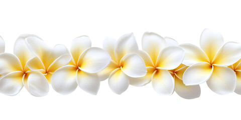 Horizontal garland of white plumeria blossoms with yellow centers