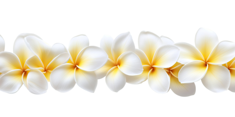 Horizontal garland of white plumeria blossoms with yellow centers