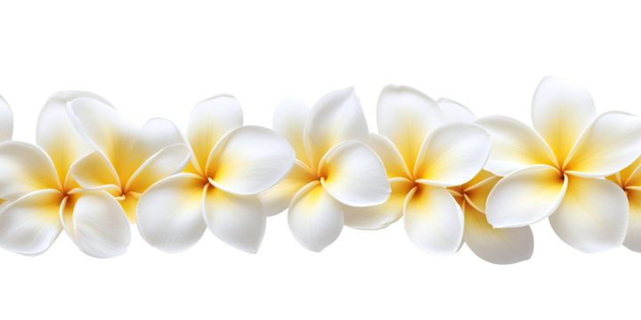 Horizontal garland of white plumeria blossoms with yellow centers