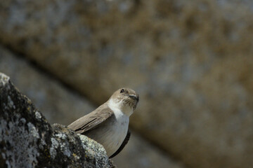 Hirondelle de rochers (Ptyonoprogne rupestris)