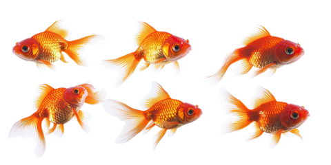 Six orange goldfish in a grid pattern