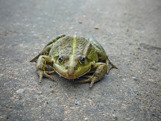 frog in the grass