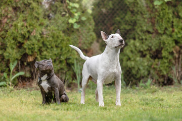 Fototapeta premium French Bulldog and Bull Terrier dogs standing together outdoors