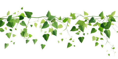 Obraz premium Vibrant Ivy Vine: Lush Green Leaves Background transparent background png