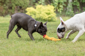 French Bulldog and Bull Terrier playing together on grass
