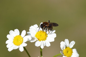 Gwynne's mining bee (Andrena bicolor) , family Andrenidae. Flowers of feverfew (Tanacetum...