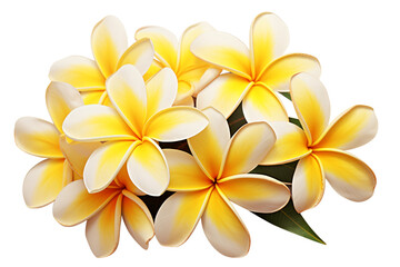 Fototapeta premium Plumeria Blossom: Vibrant Yellow and White Tropical Flowers transparent background png