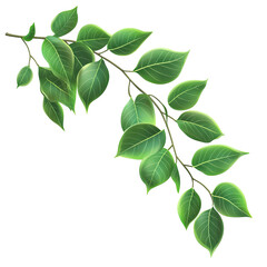 Naklejka premium Lush green branch with leaves