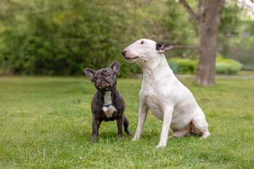 French Bulldog and Bull Terrier dogs standing together outdoors