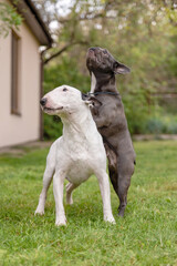 French Bulldog and Bull Terrier dogs standing together outdoors