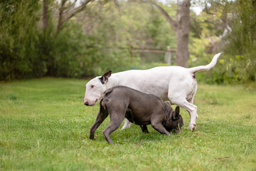 Fototapeta premium French Bulldog and Bull Terrier playing together on grass