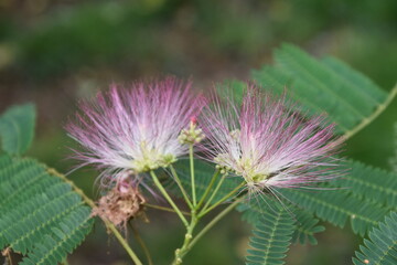 Beautiful Pink Flower with Delicate Stamen Surrounded by Green Foliage 