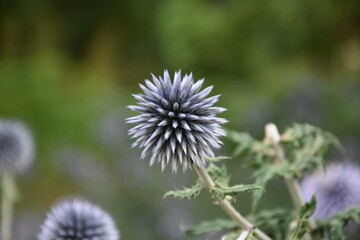 Beautiful Blue Globe Thistle Flower in Nature Setting